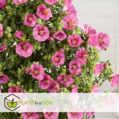 Kapmalva - Sæt med 6 - Anisodontea capensis 'El Rayo' - Højde 25-40cm - ⌀9cm Buskads
