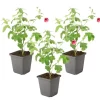 Buskads^Kapmalva - Sæt med 3 - Anisodontea capensis 'El Rayo' - Højde 25-40cm - ⌀9cm