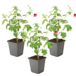 Buskads^Kapmalva - Sæt med 3 - Anisodontea capensis 'El Rayo' - Højde 25-40cm - ⌀9cm