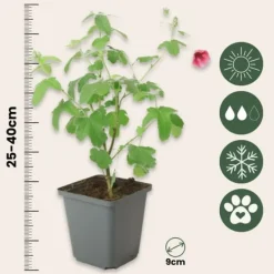 Buskads^Kapmalva - Sæt med 3 - Anisodontea capensis 'El Rayo' - Højde 25-40cm - ⌀9cm