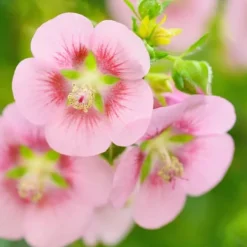 Buskads^Kapmalva - Sæt med 3 - Anisodontea capensis 'El Rayo' - Højde 25-40cm - ⌀9cm