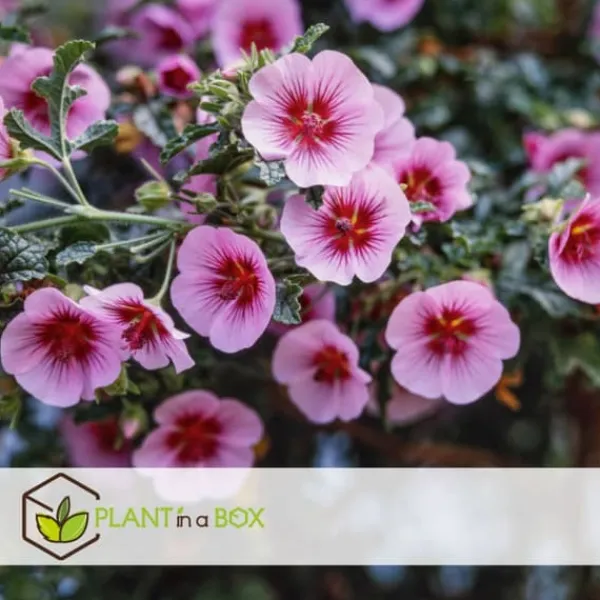 Buskads^Kapmalva - Sæt med 3 - Anisodontea capensis 'El Rayo' - Højde 25-40cm - ⌀9cm