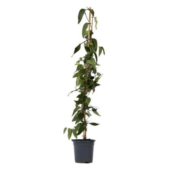 Krukkeplanter Indendørs^Kaprifolie - Lonicera henryi 'Copper Beauty' - Højde 110-120cm - ⌀17cm