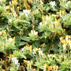 Krukkeplanter Indendørs^Kaprifolie - Lonicera henryi 'Copper Beauty' - Højde 110-120cm - ⌀17cm