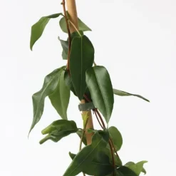 Krukkeplanter Indendørs^Kaprifolie - Lonicera henryi 'Copper Beauty' - Højde 110-120cm - ⌀17cm