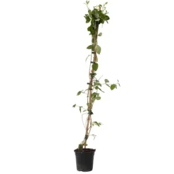 New Kaprifolie - Lonicera x Heckrotti 'American Beauty' - Højde 110-120cm - ⌀17cm Krukkeplanter Indendørs