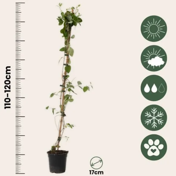 New Kaprifolie - Lonicera x Heckrotti 'American Beauty' - Højde 110-120cm - ⌀17cm Krukkeplanter Indendørs