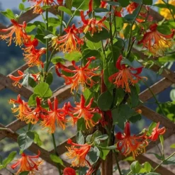 New Kaprifolie - Lonicera x Heckrotti 'American Beauty' - Højde 110-120cm - ⌀17cm Krukkeplanter Indendørs