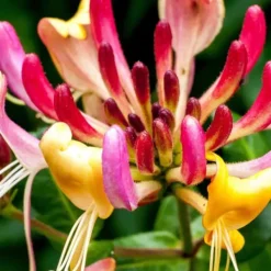 New Kaprifolie - Lonicera x Heckrotti 'American Beauty' - Højde 110-120cm - ⌀17cm Krukkeplanter Indendørs