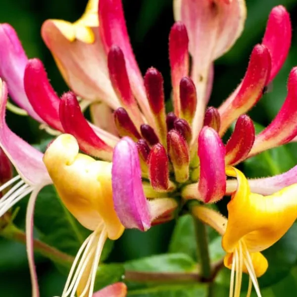 New Kaprifolie - Lonicera x Heckrotti 'American Beauty' - Højde 110-120cm - ⌀17cm Krukkeplanter Indendørs