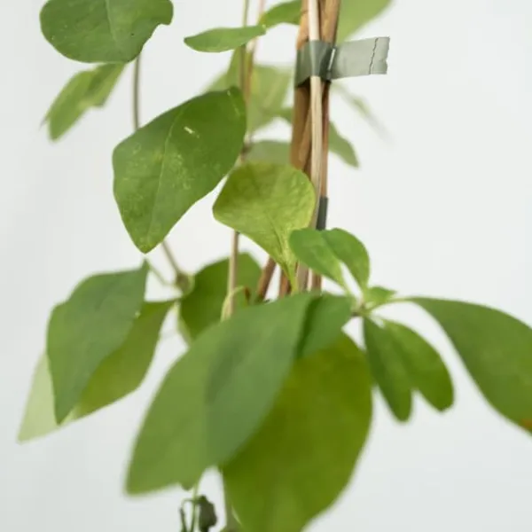 New Kaprifolie - Lonicera x Heckrotti 'American Beauty' - Højde 110-120cm - ⌀17cm Krukkeplanter Indendørs