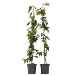 Discount Kaprifolie - Sæt med 2 - Lonicera 'Copper Beauty' - Højde 110-120cm - ⌀17cm Haveplanter