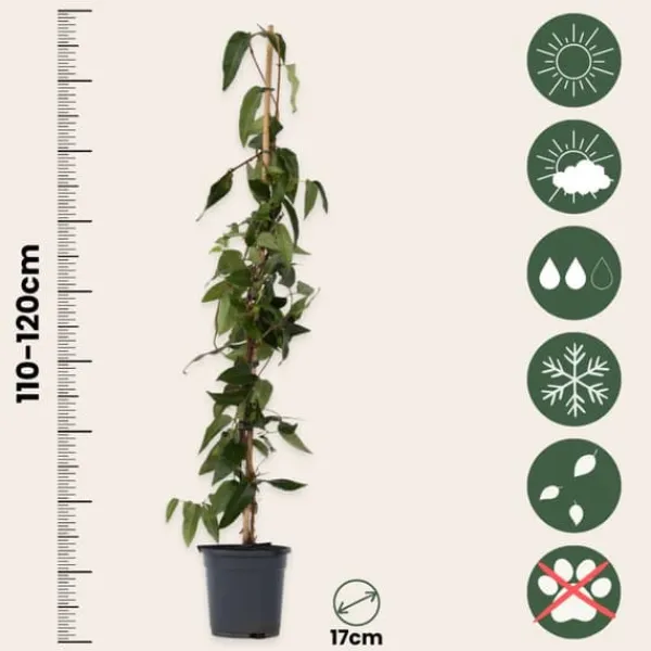 Discount Kaprifolie - Sæt med 2 - Lonicera 'Copper Beauty' - Højde 110-120cm - ⌀17cm Haveplanter
