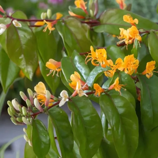 Discount Kaprifolie - Sæt med 2 - Lonicera 'Copper Beauty' - Højde 110-120cm - ⌀17cm Haveplanter
