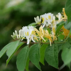 Discount Kaprifolie - Sæt med 2 - Lonicera 'Copper Beauty' - Højde 110-120cm - ⌀17cm Haveplanter