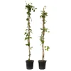 Haveplanter^Kaprifolie - Sæt med 2 - Lonicera Heckrotti 'Beauty' - Højde 110-120cm - ⌀17cm