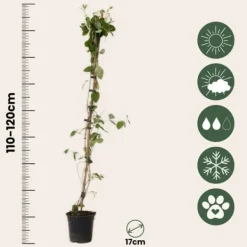 Haveplanter^Kaprifolie - Sæt med 2 - Lonicera Heckrotti 'Beauty' - Højde 110-120cm - ⌀17cm