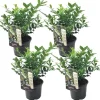 Krukkeplanter Indendørs^Kødbær - Sæt med 4 - Sarcococca 'Confusa' - Højde 30-40cm - ⌀17cm