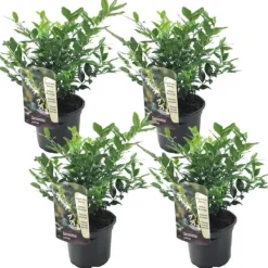 Krukkeplanter Indendørs^Kødbær - Sæt med 4 - Sarcococca 'Confusa' - Højde 30-40cm - ⌀17cm