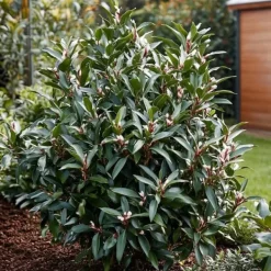 Krukkeplanter Indendørs^Kødbær - Sæt med 4 - Sarcococca 'Confusa' - Højde 30-40cm - ⌀17cm