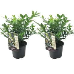 Krukkeplanter Indendørs^Kødbær - Sæt med 2 - Sarcococca 'Confusa' - Højde 30-40cm - ⌀17cm