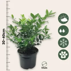 Krukkeplanter Indendørs^Kødbær - Sæt med 2 - Sarcococca 'Confusa' - Højde 30-40cm - ⌀17cm
