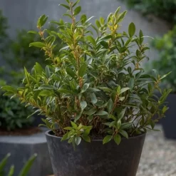 Krukkeplanter Indendørs^Kødbær - Sæt med 2 - Sarcococca 'Confusa' - Højde 30-40cm - ⌀17cm