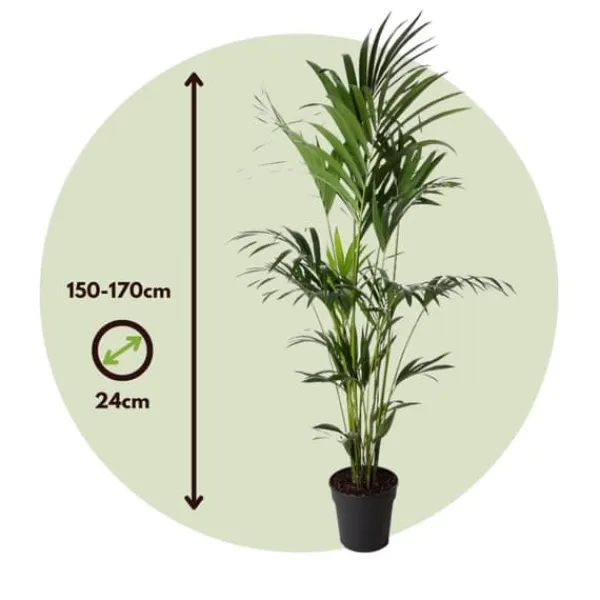 Discount Kentiapalme - Howea forsteriana - Højde 150-170cm - ⌀24cm Krukkeplanter Indendørs