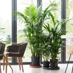 Discount Kentiapalme - Howea forsteriana - Højde 150-170cm - ⌀24cm Krukkeplanter Indendørs