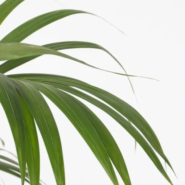 Discount Kentiapalme - Howea forsteriana - Højde 150-170cm - ⌀24cm Krukkeplanter Indendørs