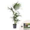 Best Kentiapalme - Howea forsteriana - Højde 90-100cm - ⌀18cm Krukkeplanter Indendørs