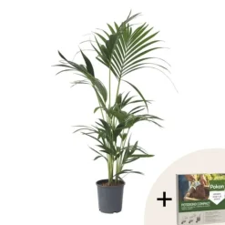 Best Kentiapalme - Howea forsteriana - Højde 90-100cm - ⌀18cm Krukkeplanter Indendørs