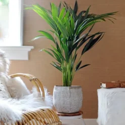 Best Kentiapalme - Howea forsteriana - Højde 90-100cm - ⌀18cm Krukkeplanter Indendørs