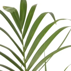 Best Kentiapalme - Howea forsteriana - Højde 90-100cm - ⌀18cm Krukkeplanter Indendørs