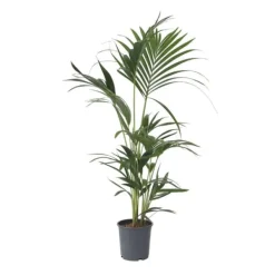 Krukkeplanter Indendørs^Kentiapalme - Howea forsteriana - Højde 90-100cm - ⌀18cm