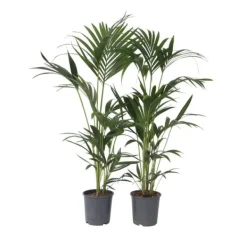 Outlet Kentiapalme - Sæt med 2 - Howea forsteriana - Højde 90-100cm - ⌀18cm Krukkeplanter Indendørs