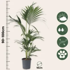 Outlet Kentiapalme - Sæt med 2 - Howea forsteriana - Højde 90-100cm - ⌀18cm Krukkeplanter Indendørs