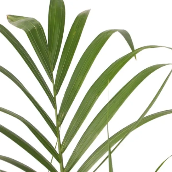 Outlet Kentiapalme - Sæt med 2 - Howea forsteriana - Højde 90-100cm - ⌀18cm Krukkeplanter Indendørs