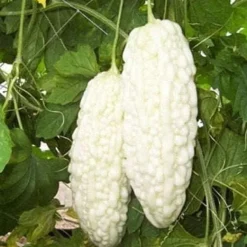 Frø^Kinesiske bittermelon hvide perlefrø til hjemmehave 10+ stk.