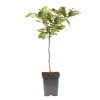 Træ^Kirsebærtræ - Prunus avium - Søde kirsebær - H.90-110cm - ⌀23cm
