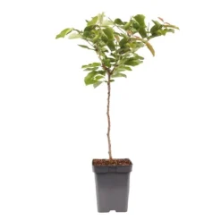Træ^Kirsebærtræ - Prunus avium - Søde kirsebær - H.90-110cm - ⌀23cm