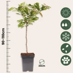 Træ^Kirsebærtræ - Prunus avium - Søde kirsebær - H.90-110cm - ⌀23cm