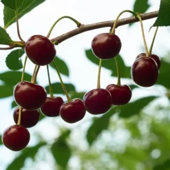 Træ^Kirsebærtræ - Prunus avium - Søde kirsebær - H.90-110cm - ⌀23cm