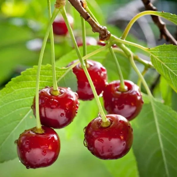 Træ^Kirsebærtræ - Prunus avium - Søde kirsebær - H.90-110cm - ⌀23cm