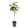 Træ^Kirsebærtræ - Prunus avium 'Stella' - Søde kirsebær - H.90-110cm - ⌀23cm