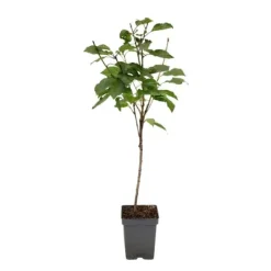 Træ^Kirsebærtræ - Prunus avium 'Stella' - Søde kirsebær - H.90-110cm - ⌀23cm
