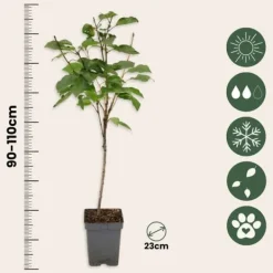 Træ^Kirsebærtræ - Prunus avium 'Stella' - Søde kirsebær - H.90-110cm - ⌀23cm