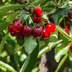 Træ^Kirsebærtræ - Prunus avium 'Stella' - Søde kirsebær - H.90-110cm - ⌀23cm