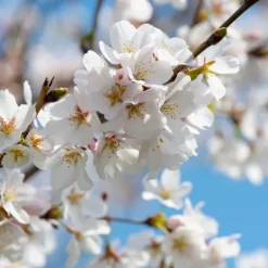 Træ^Kirsebærtræ - Prunus avium 'Stella' - Søde kirsebær - H.90-110cm - ⌀23cm