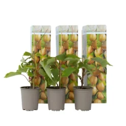 New Kiwi plante - Sæt med 3 - Actinidia deliciosa 'Jenny' - Højde 20-40cm - ⌀9cm Haveplanter